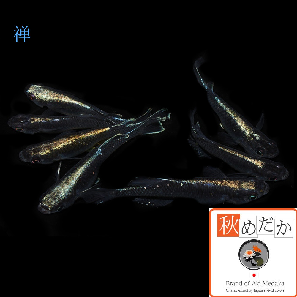 稚魚(1～2cm) 禅10匹無選別