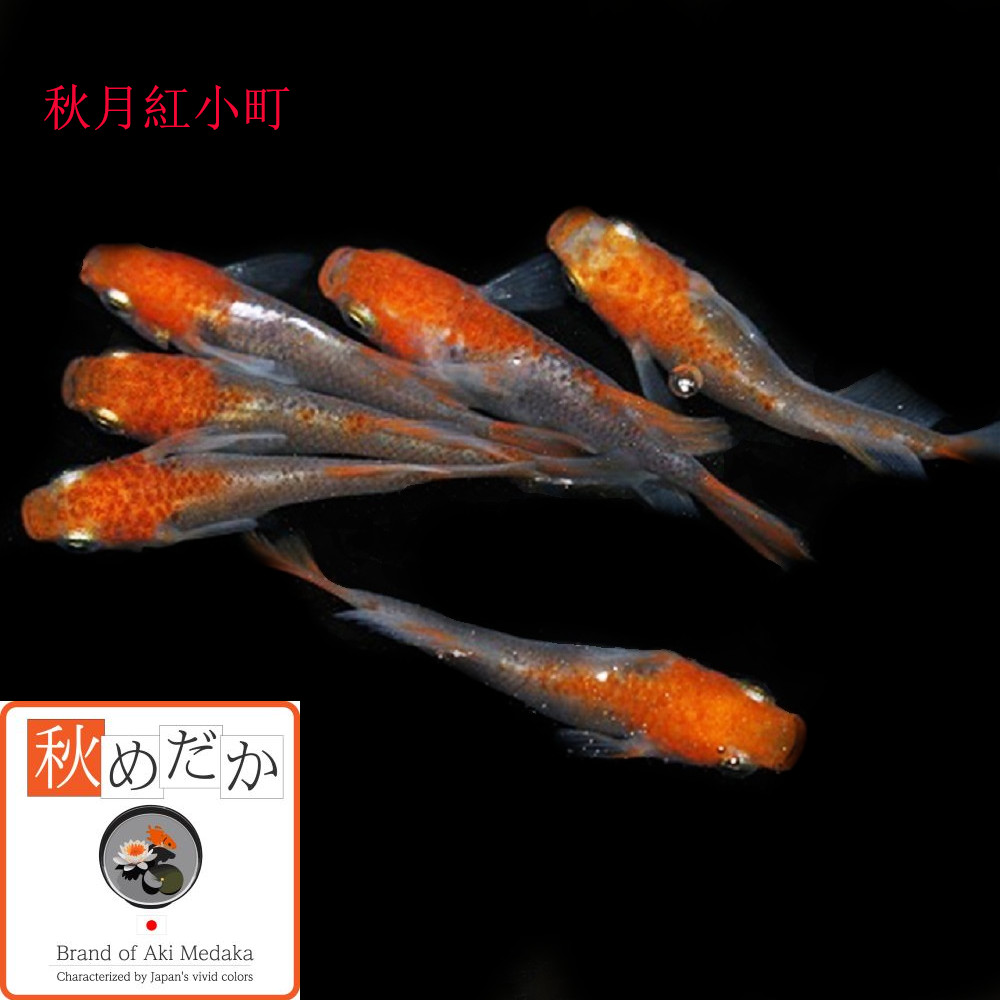 稚魚(1～2cm) 秋月紅小町10匹無選別