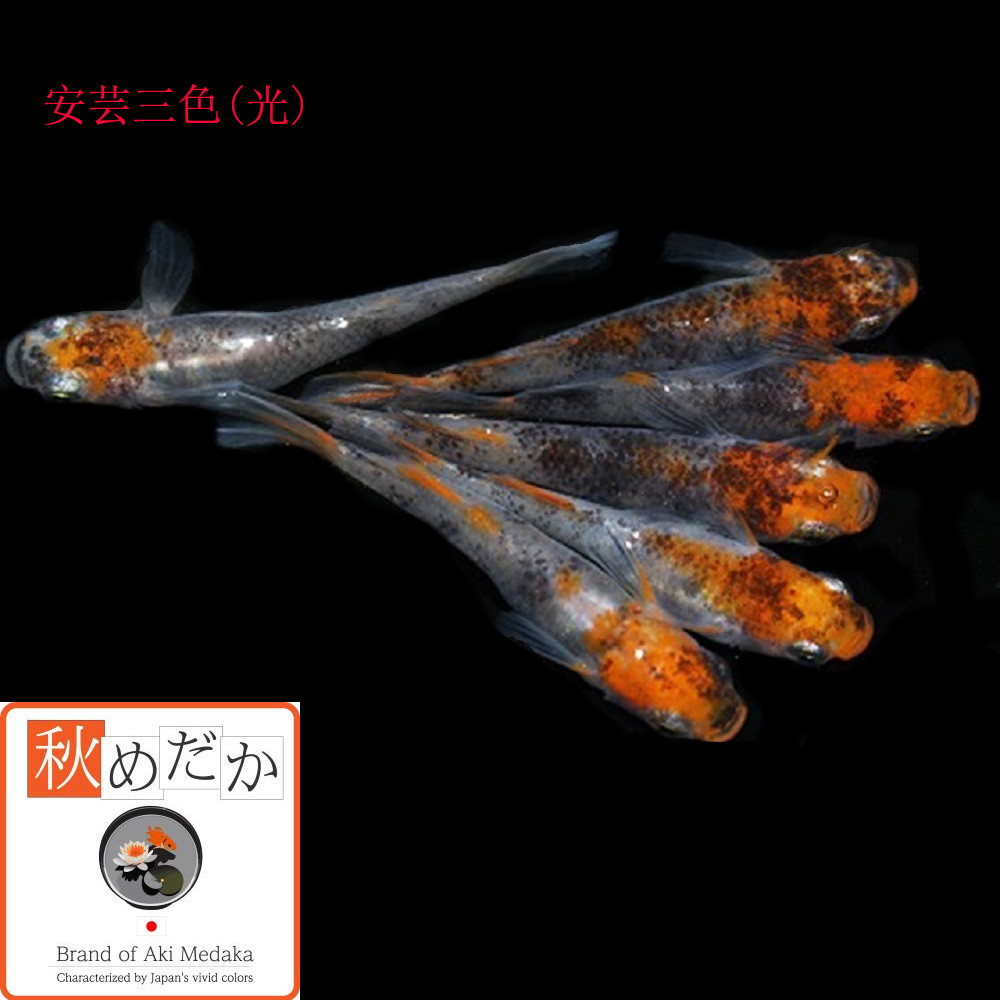 稚魚(1～2cm)安芸三色(光) 10匹無選別