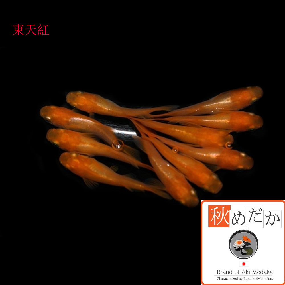 稚魚(1～2cm) 東天紅 15匹無選別