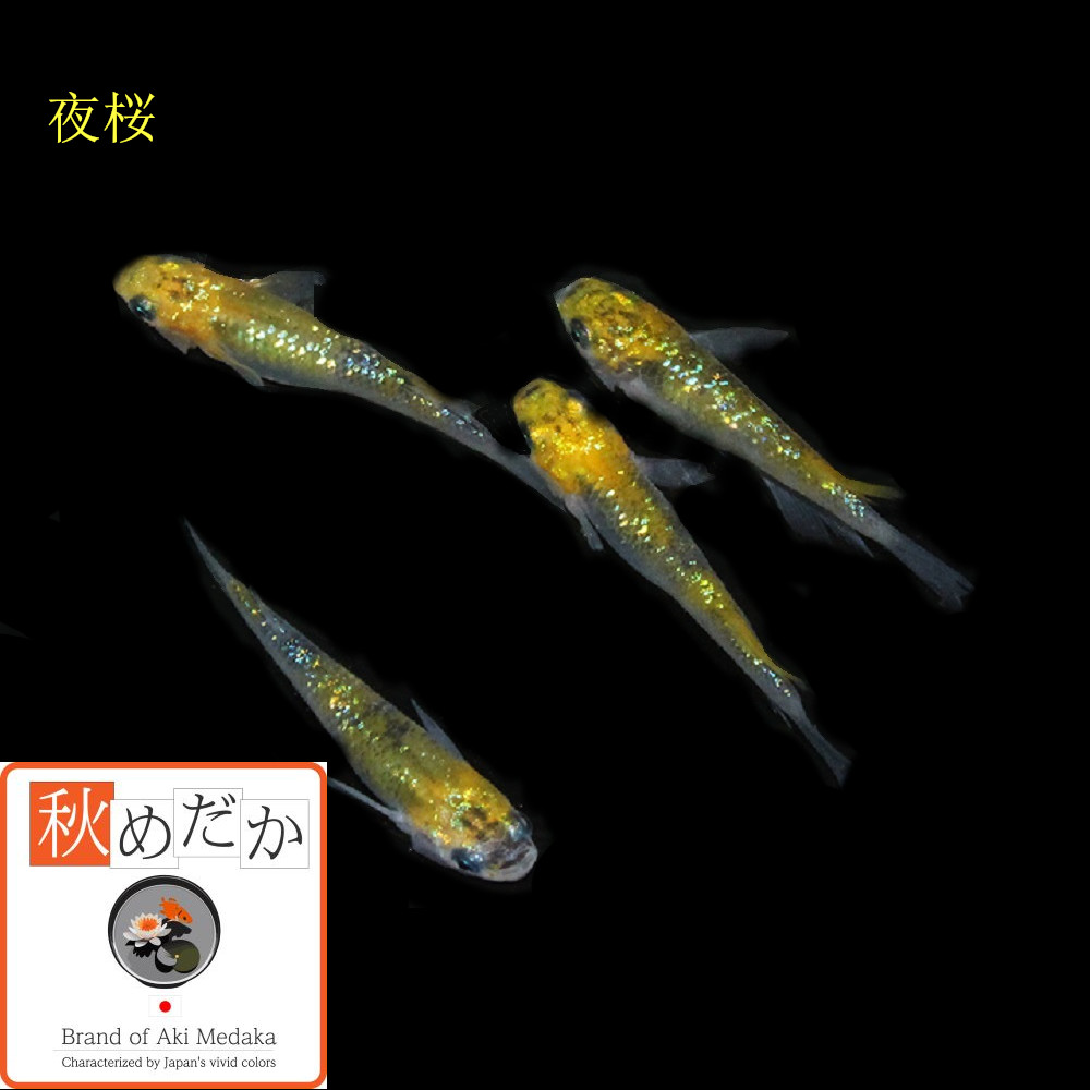 稚魚(1～2cm)夜桜10匹無選別