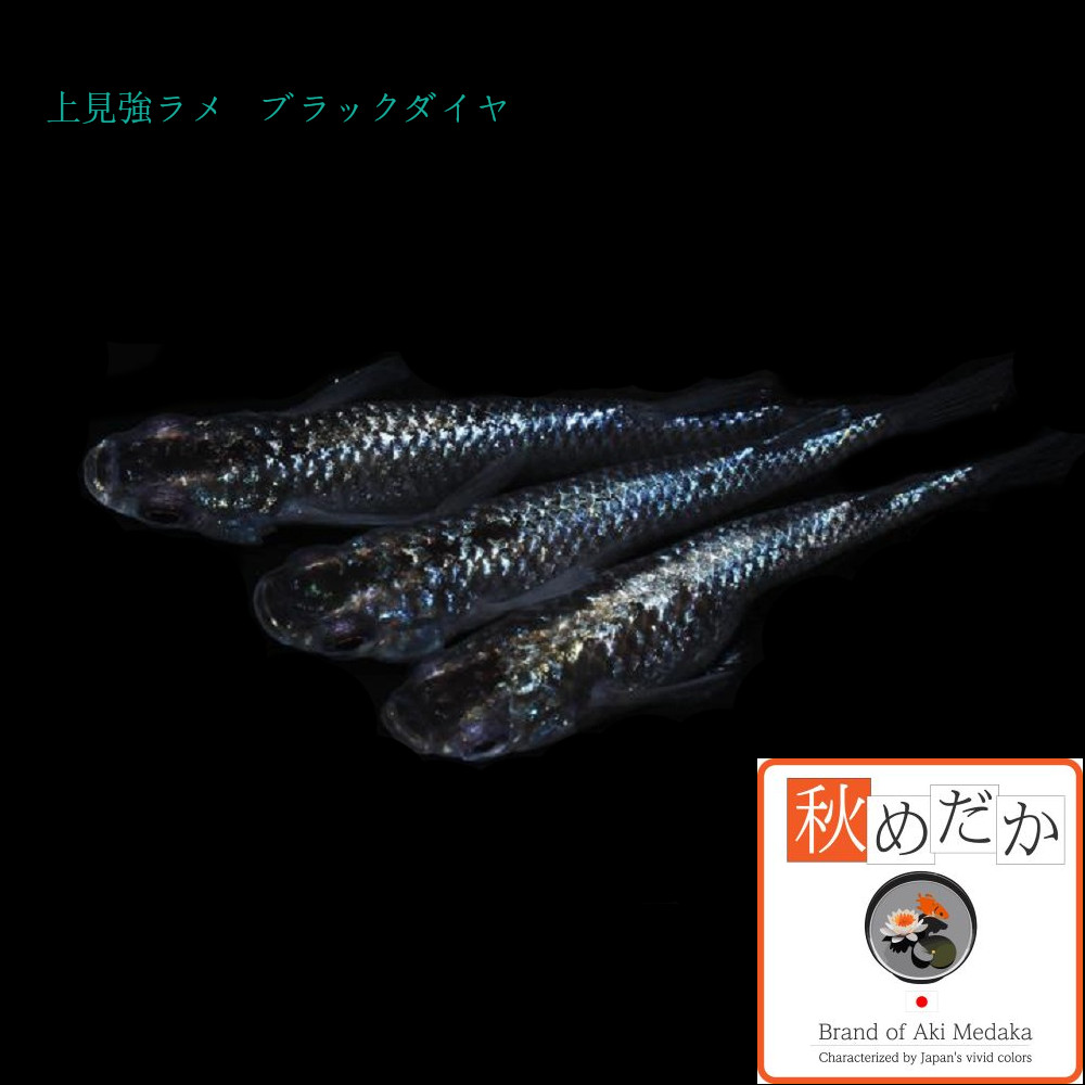 稚魚(1～2cm)上見強ラメ ブラックダイヤ10匹無選別