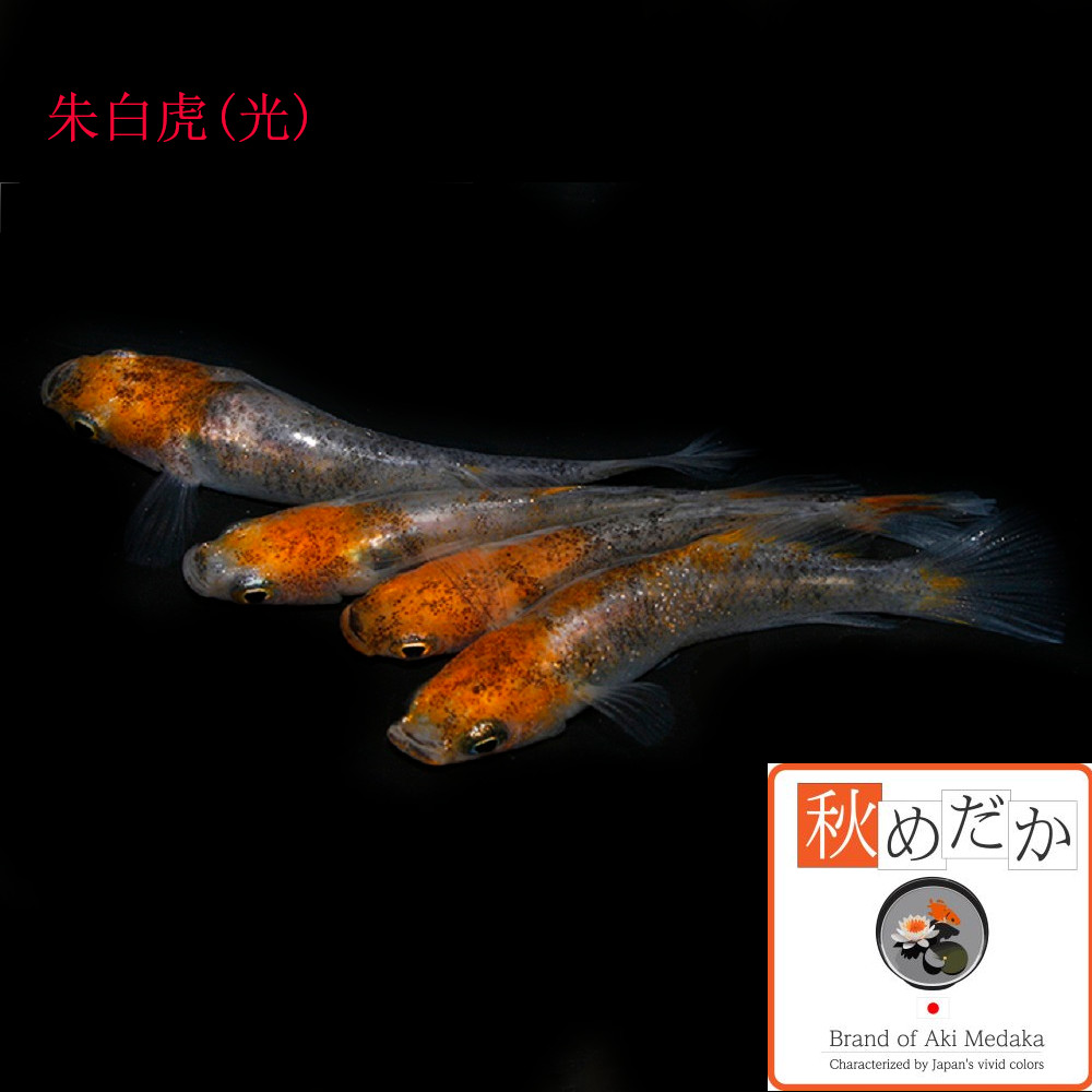 稚魚(1～2cm) 朱白虎(光)10匹無選別