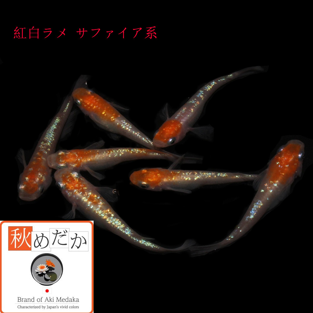 稚魚(1～2cm) 紅白ラメ サファイア系 10匹 無選別