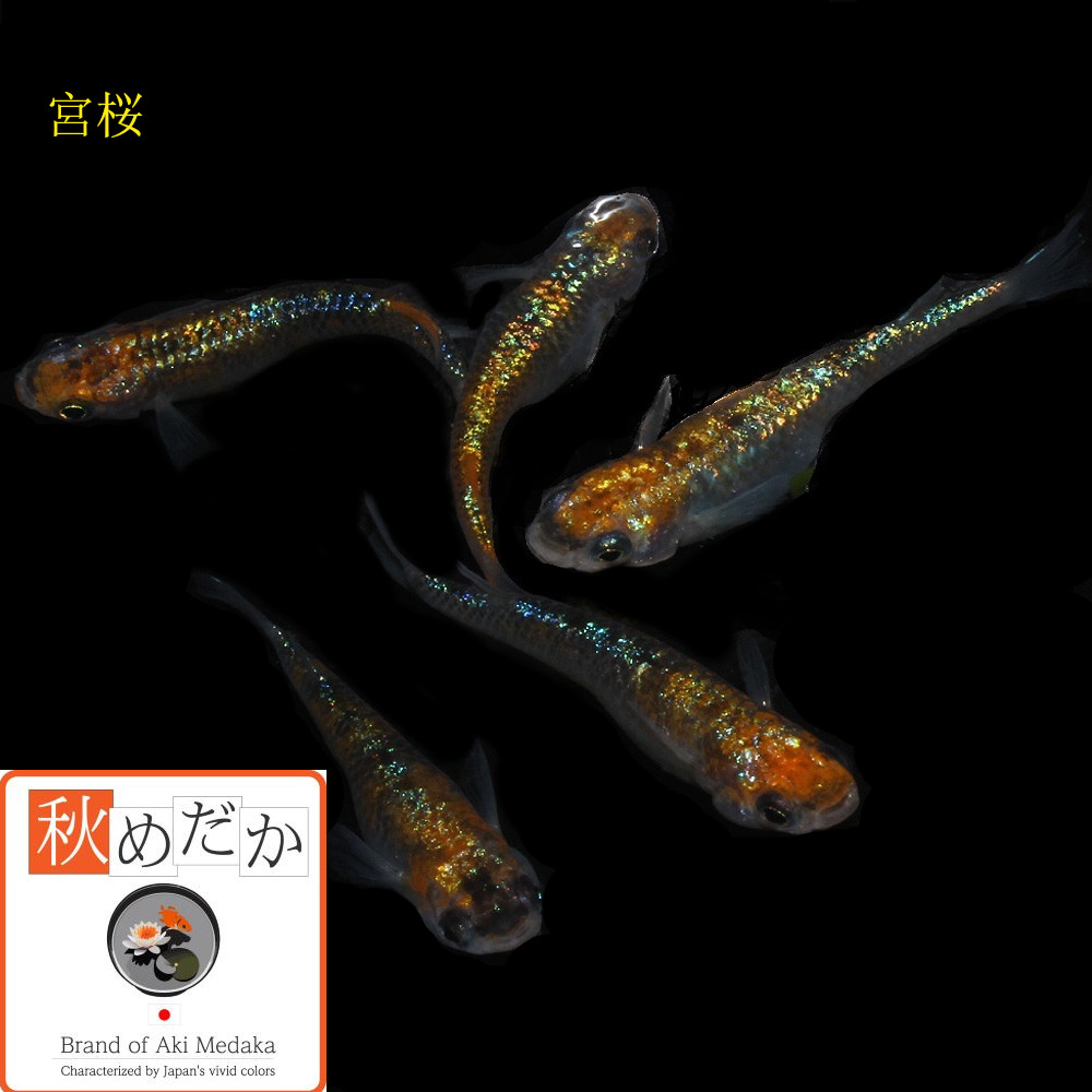 稚魚(1～2cm) 宮桜10匹無選別