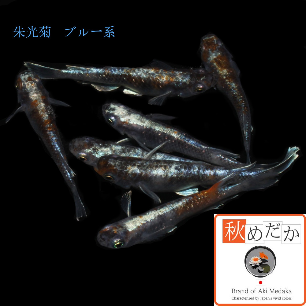 稚魚(1～2cm) 朱光菊ブルー系10匹無選別