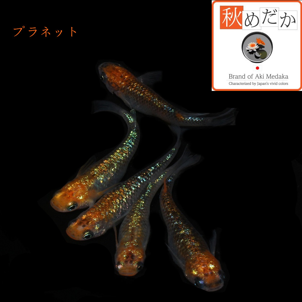 稚魚(1～2cm)  プラネット10匹無選別