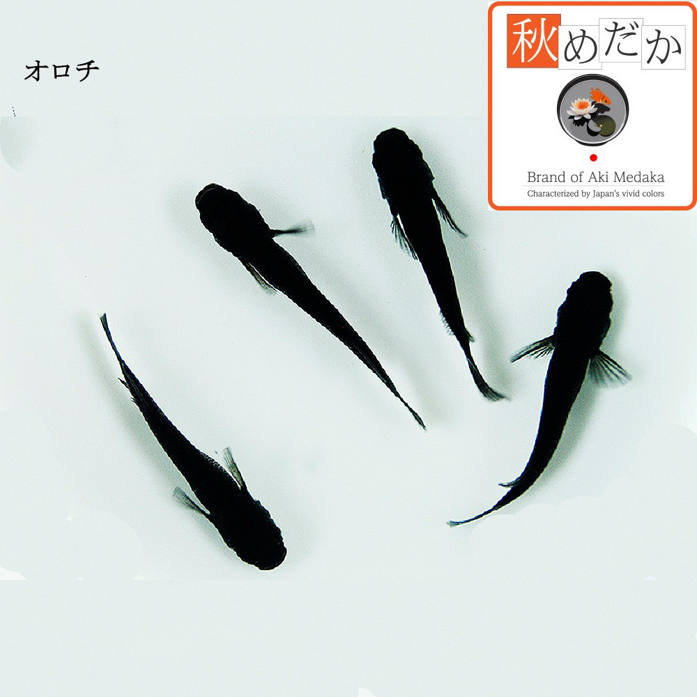 稚魚(1～2cm)  オロチ10匹無選別