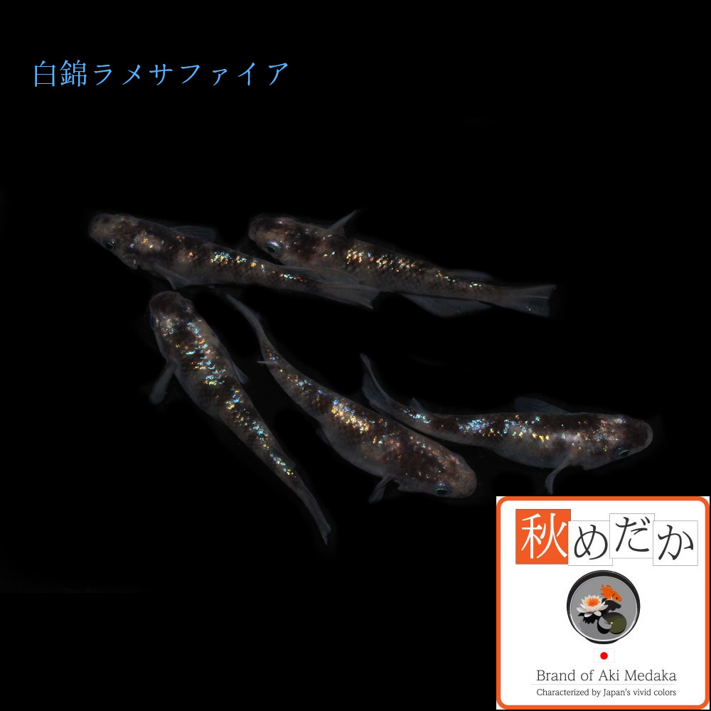 稚魚(1～2cm)白錦ラメ サファイア系 10匹無選別