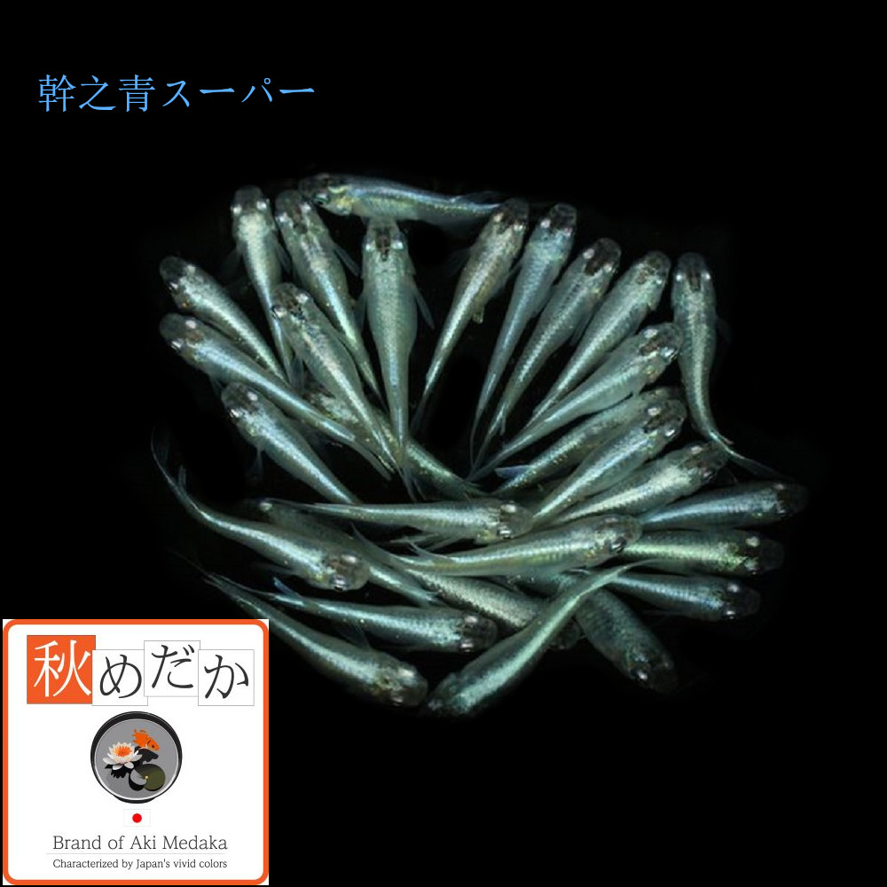 ほぼ鉄仮面幹之青スーパー 20匹 10ペア