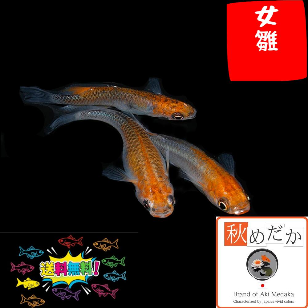 女雛 普通体系 6匹3ペア