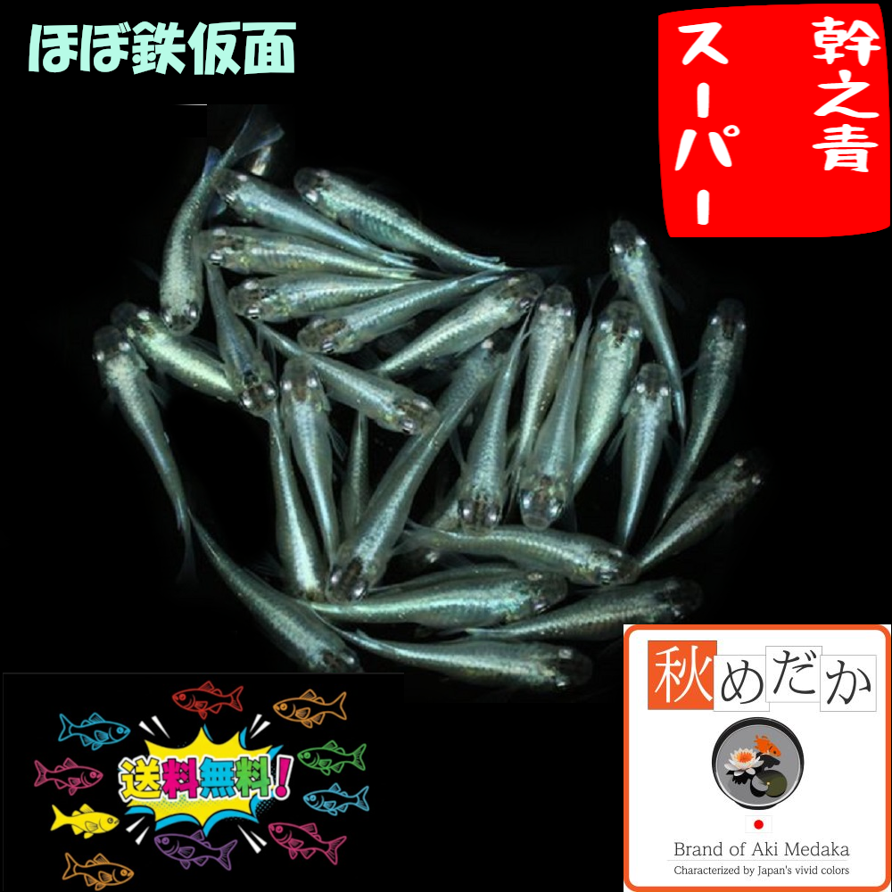 ほぼ鉄仮面幹之青スーパー 20匹 10ペア