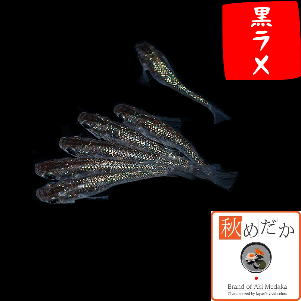 黒ラメ 普通体系 6匹3ペア