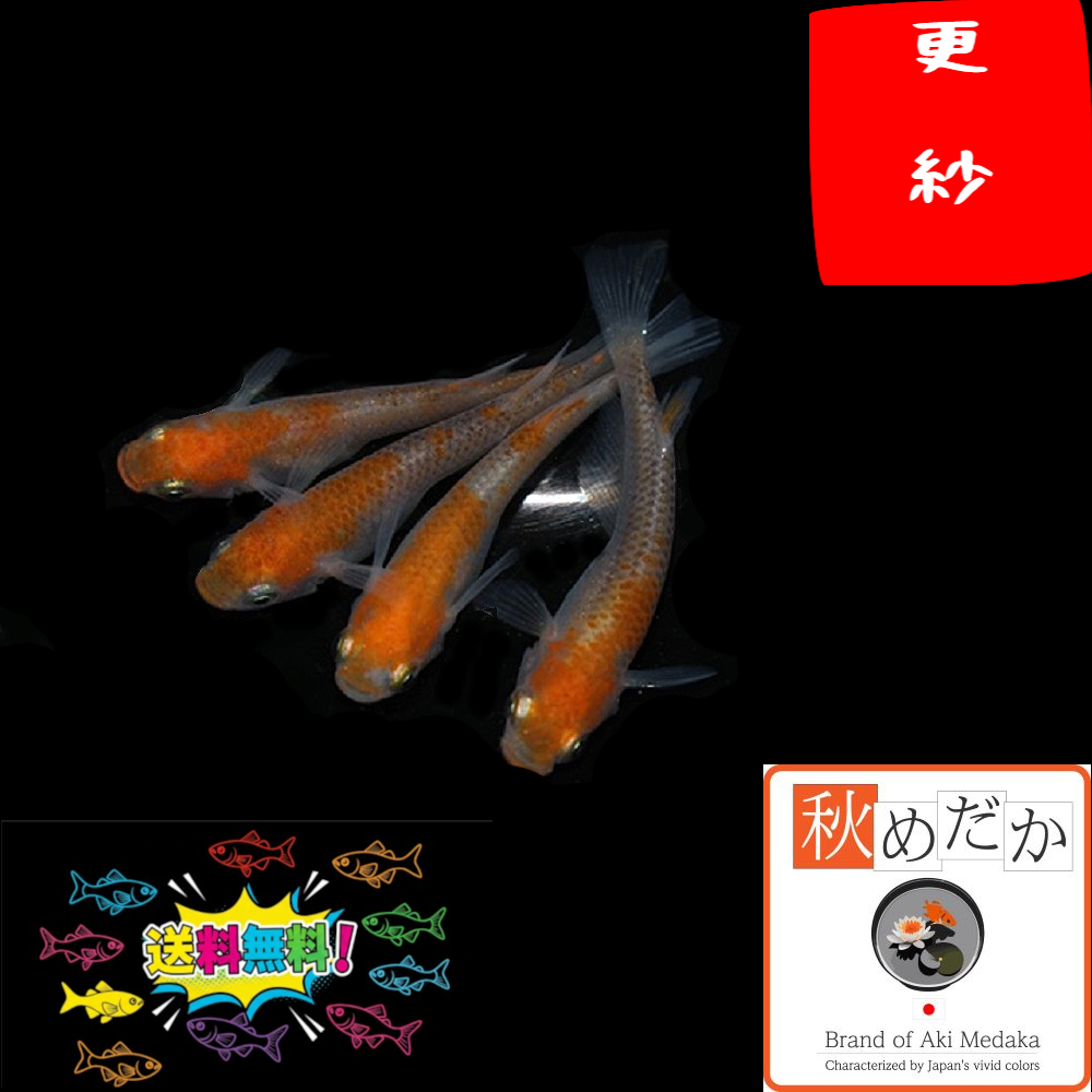 更紗 透明鱗 普通体型 4匹 2ペア