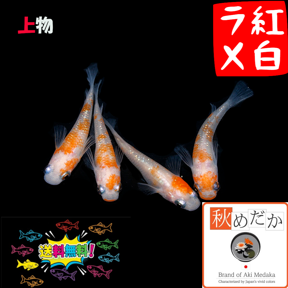 上物紅白ラメ 普通体型 4匹 2ペア