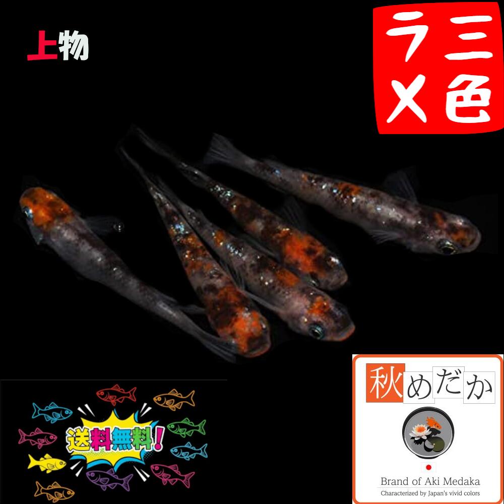 上物三色ラメ 普通体型 4匹 2ペア