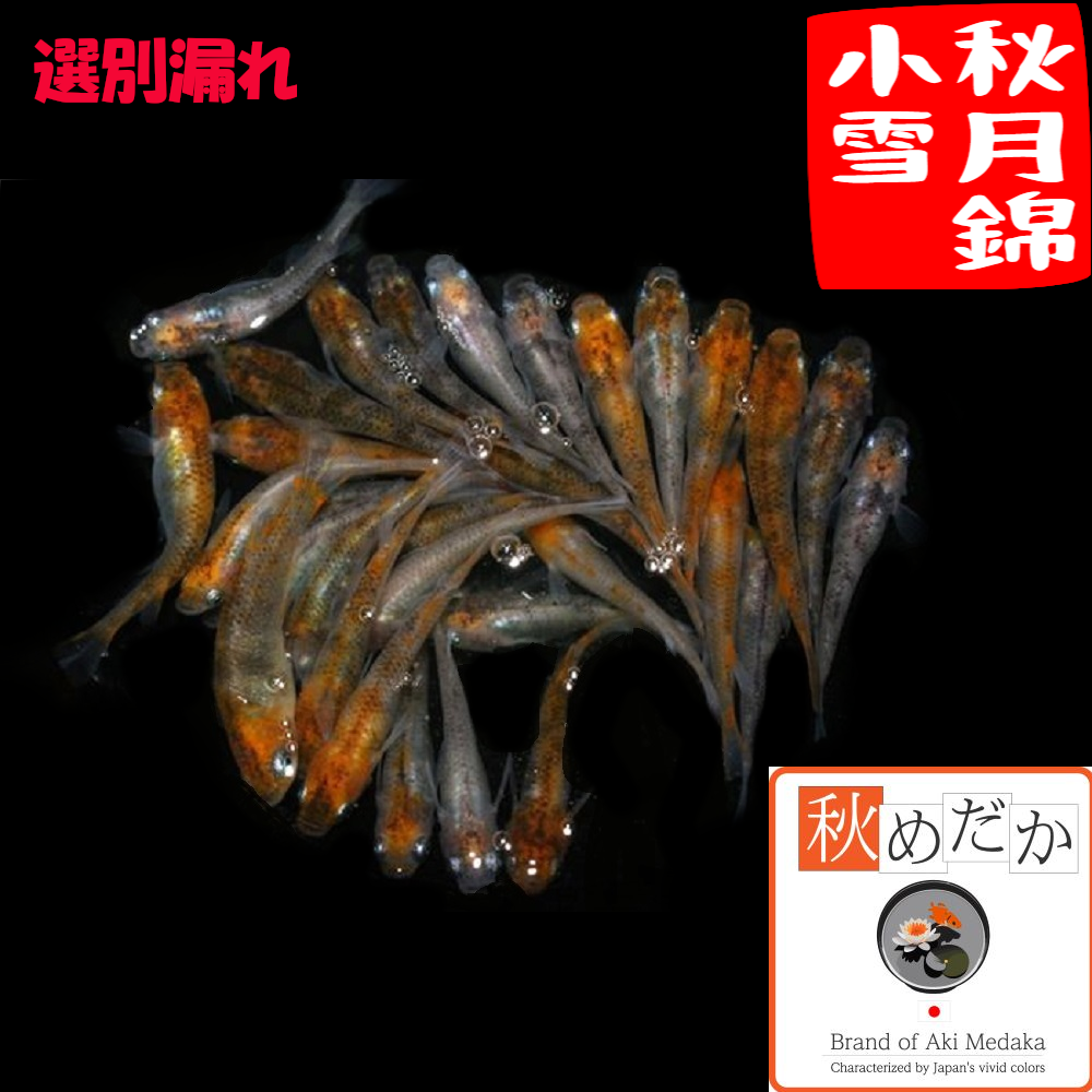 秋月錦小雪(三色錦透明鱗) 選別漏れ 10匹 5ペア