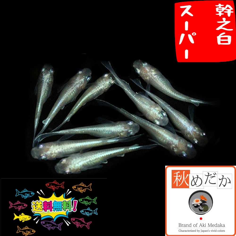 幹之白スーパー 20匹 10ペア