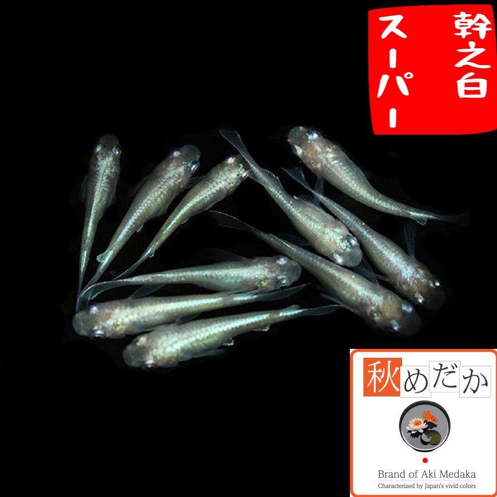 幹之白スーパー 普通体系 8匹4ペア