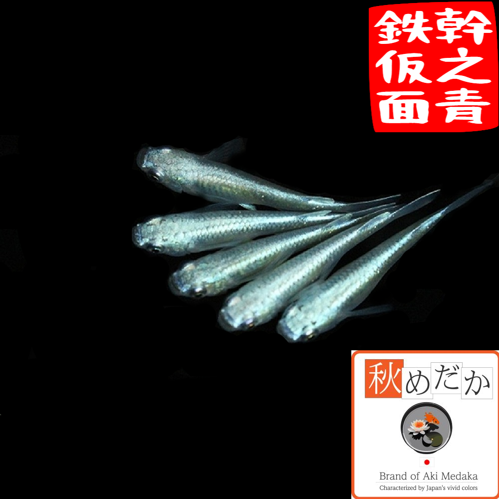 幹之青鉄仮面 普通体系 6匹3ペア