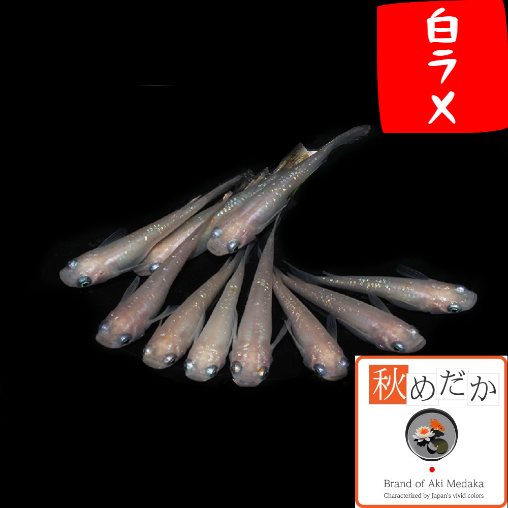 白ラメ メダカ 10匹 5ペア