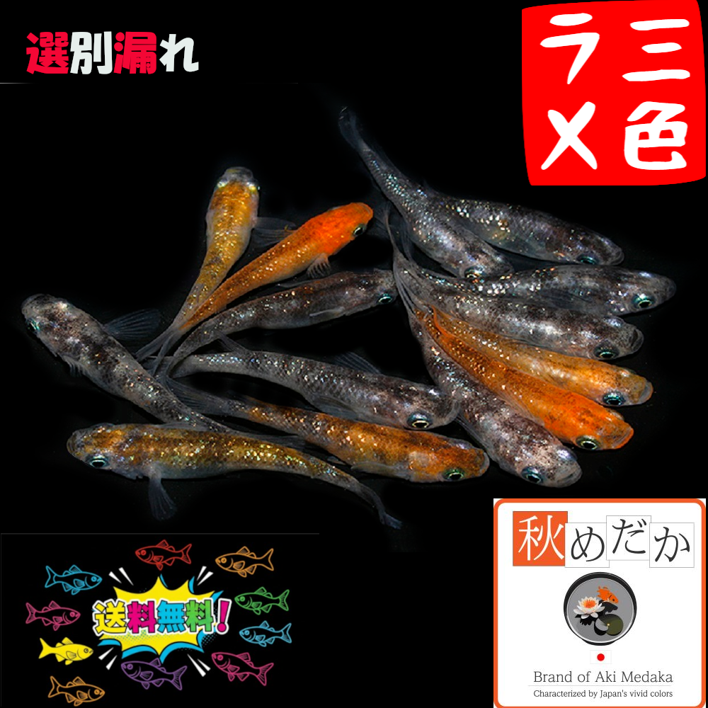 三色ラメ 選別漏れ 20匹 10ペア