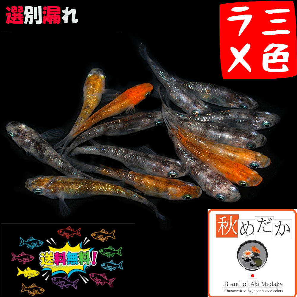 三色ラメ 選別漏れ 30匹 15ペア