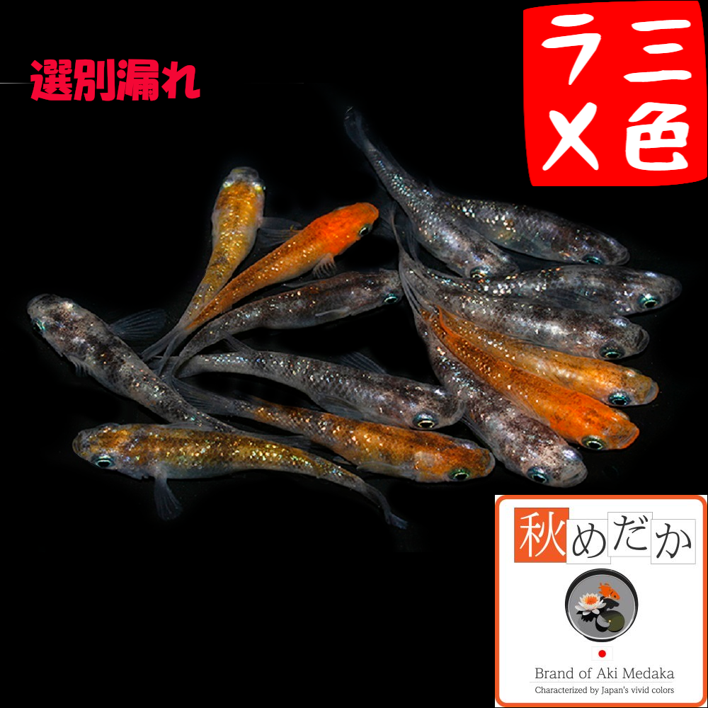 三色ラメ 選別漏れ 10匹 5ペア