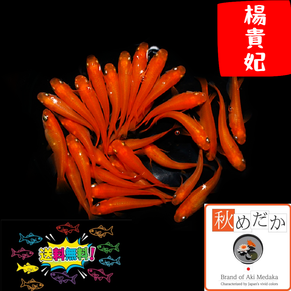 楊貴妃(30) 30匹 15ペア