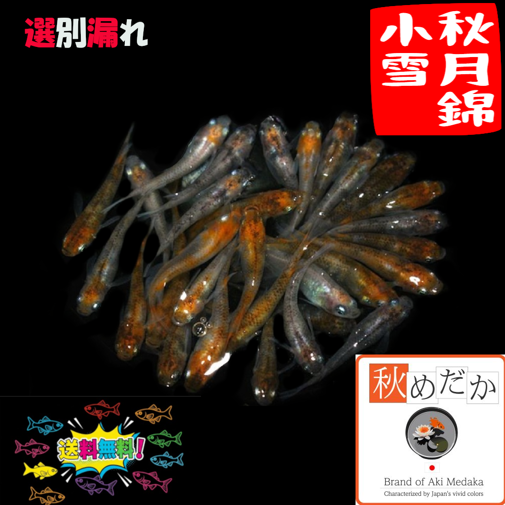 秋月錦小雪(三色錦透明鱗) 選別漏れ 30匹 15ペア