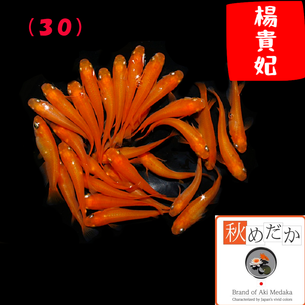 楊貴妃(30) 普通体系 8匹4ペア