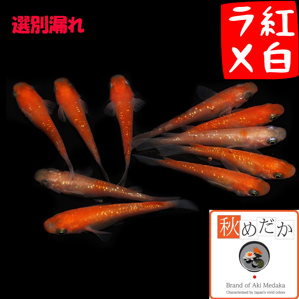 紅白ラメ 選別漏れ 10匹 5ペア