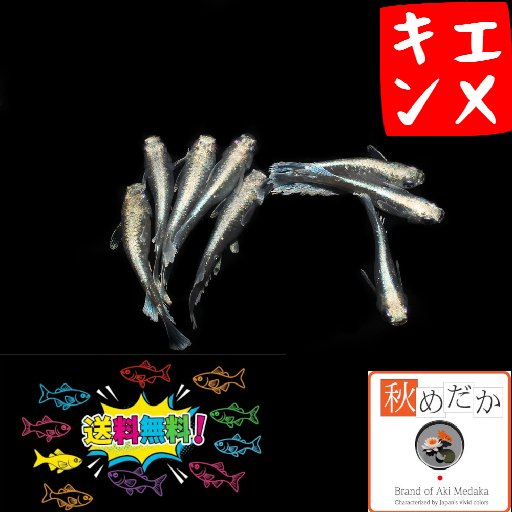 エメキン 6匹 3ペア