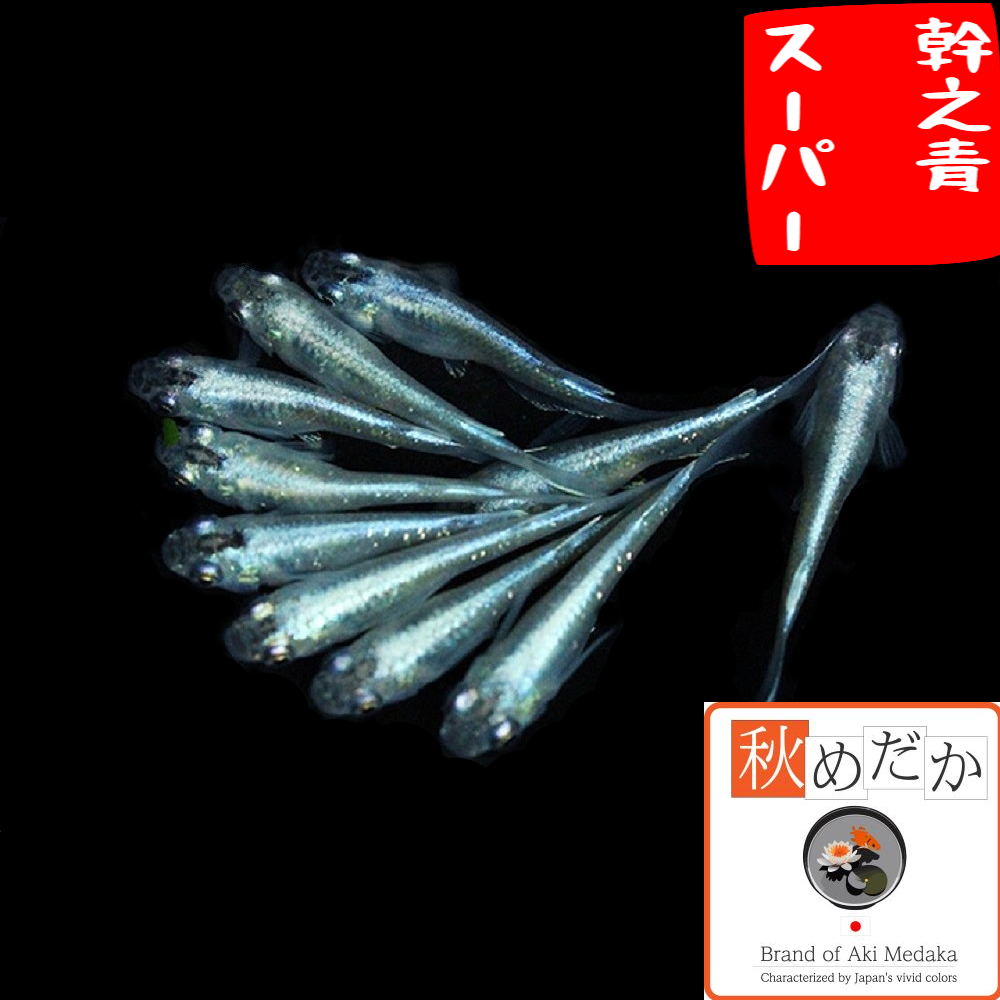 幹之青スーパー 普通体系 8匹4ペア