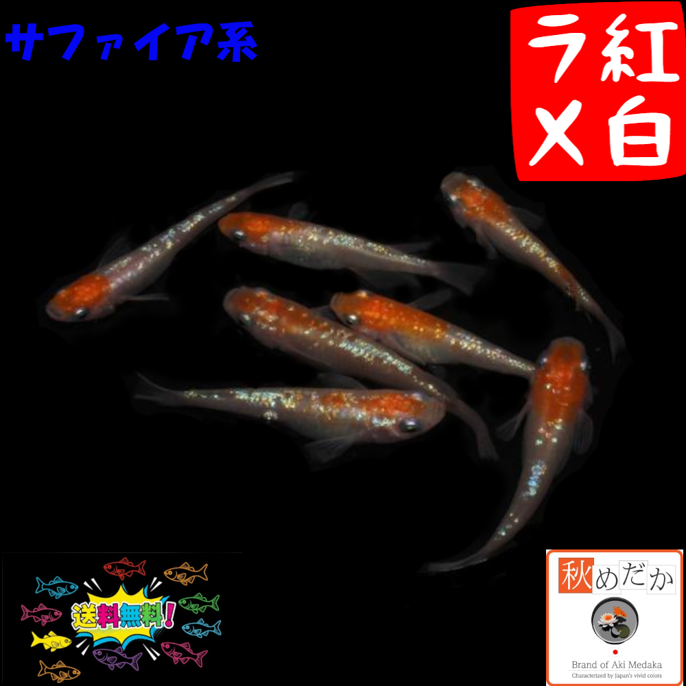 紅白ラメ サファイア系 4匹 2ペア