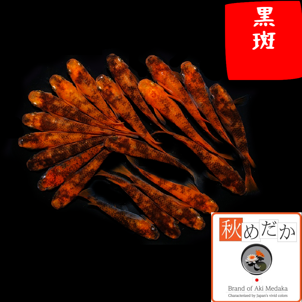 黒斑 20匹 10ペア