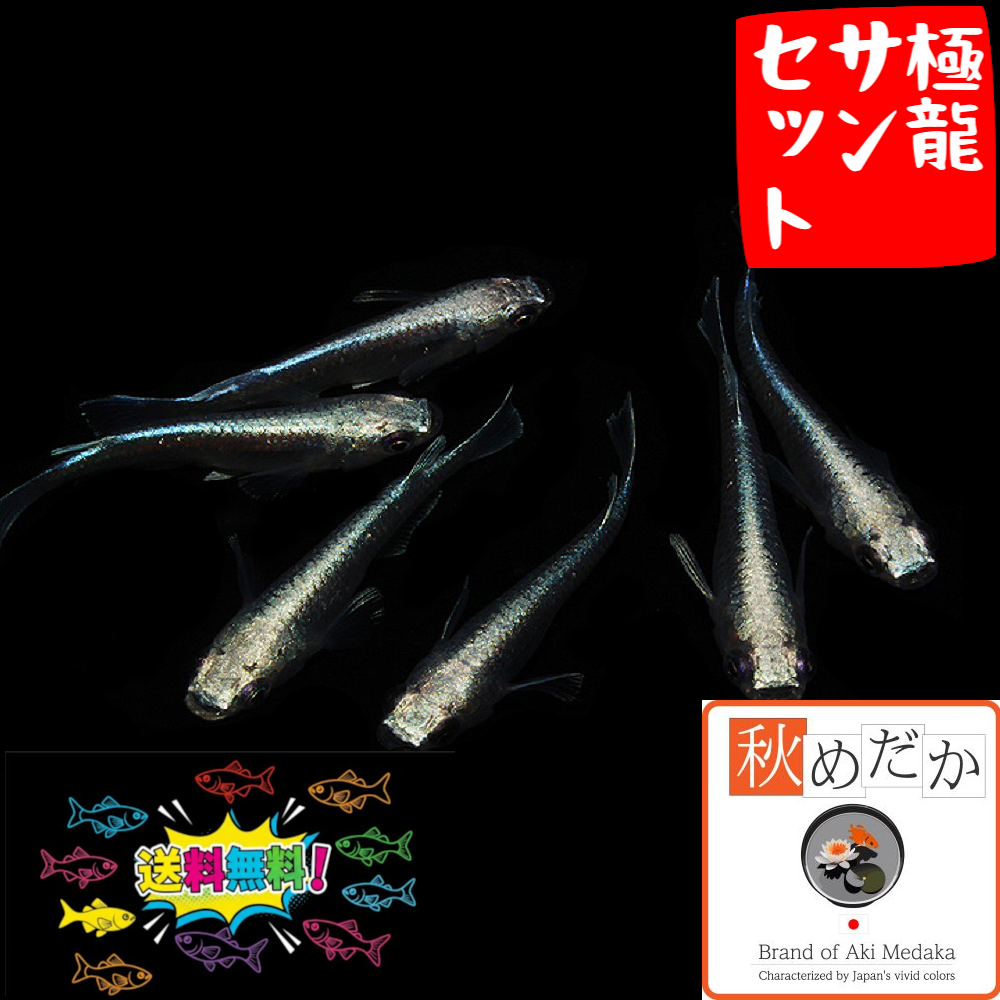 極龍(サンセット) 普通体型 6匹3ペア