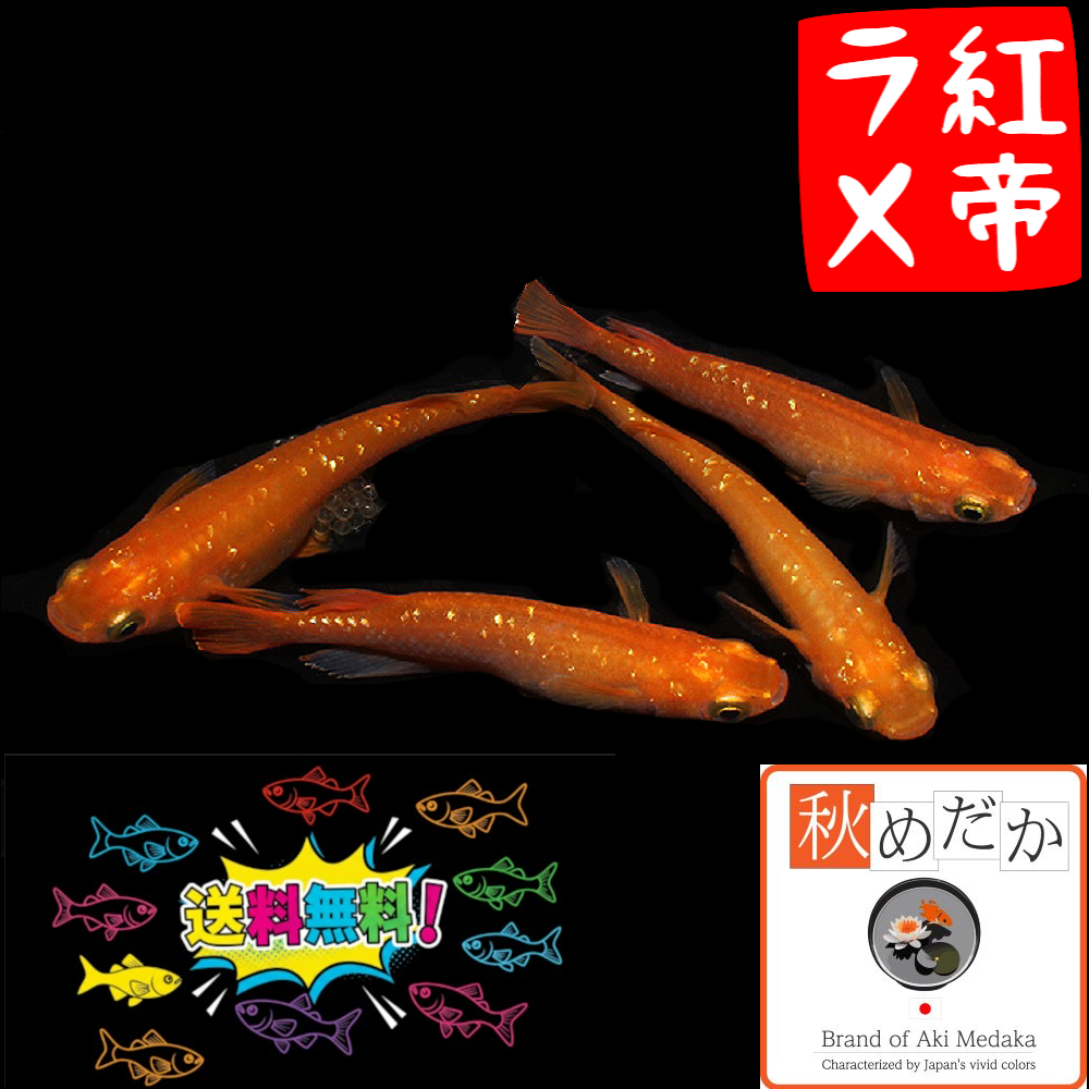 紅帝ラメ 普通体型 6匹3ペア