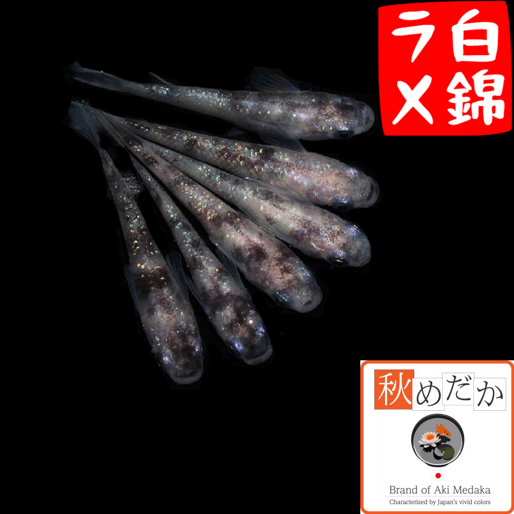 白錦ラメ 普通体系 8匹4ペア
