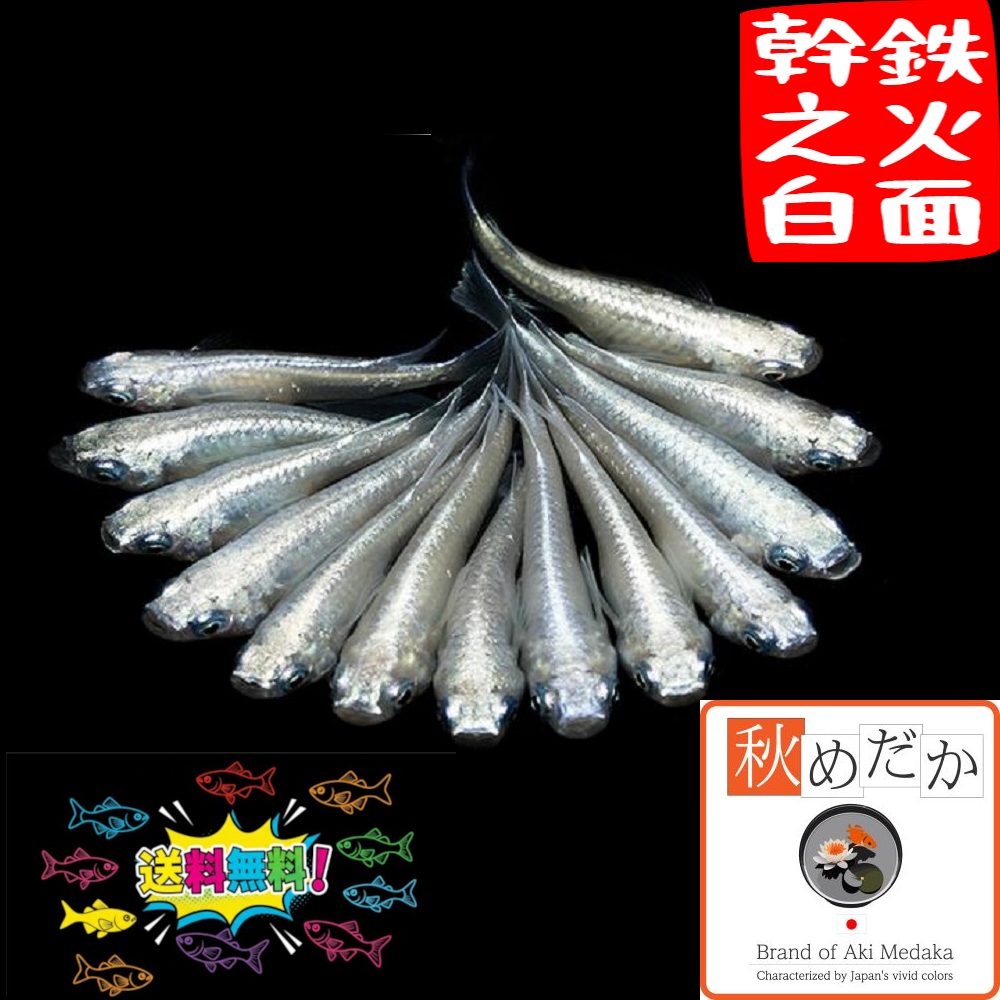 鉄仮面 幹之白 10匹 5ペア