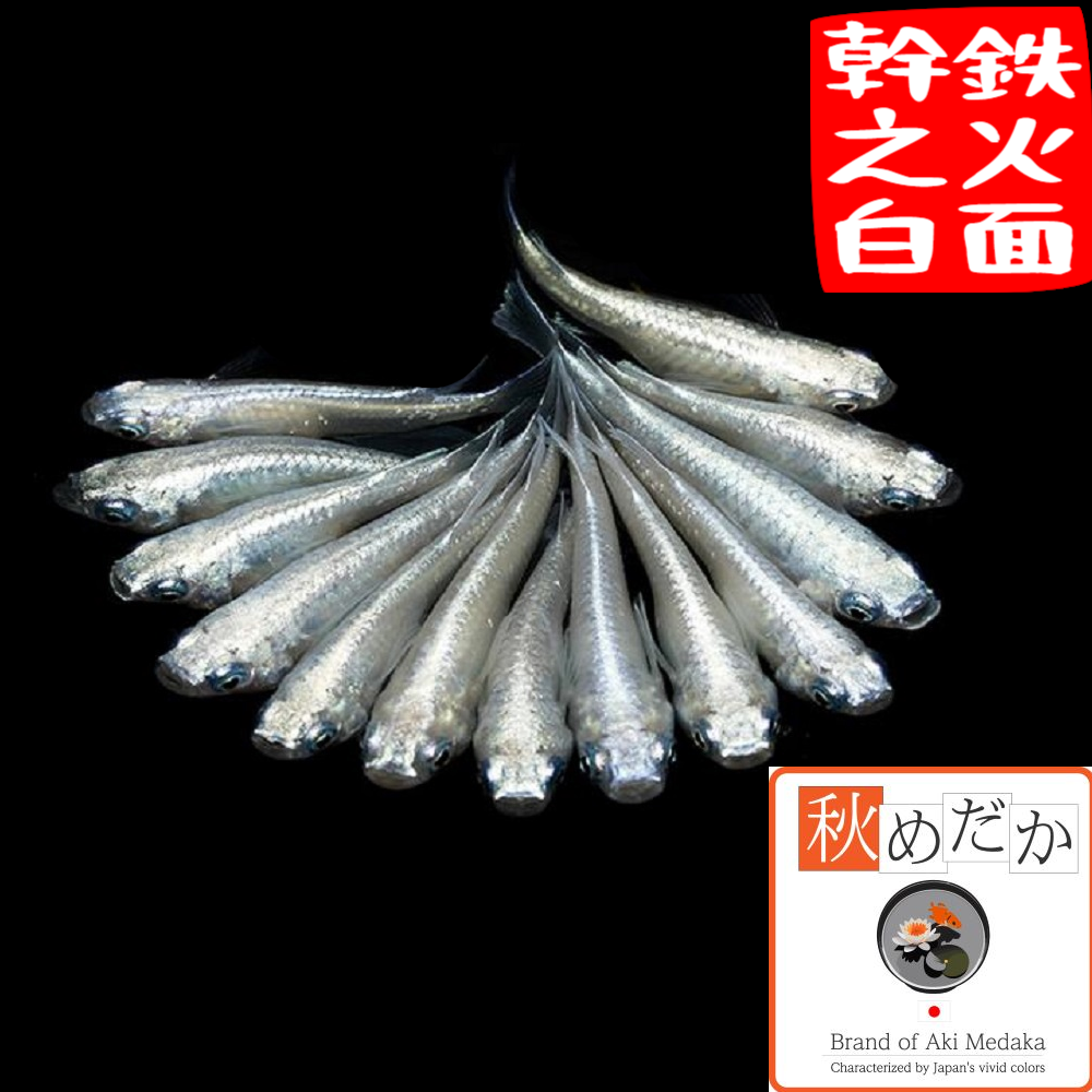 鉄仮面幹之白 普通体系 6匹3ペア