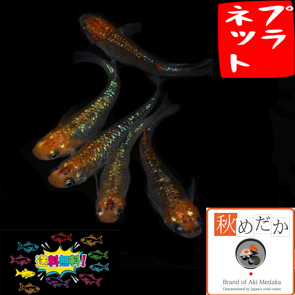 プラネット 4匹 2ペア