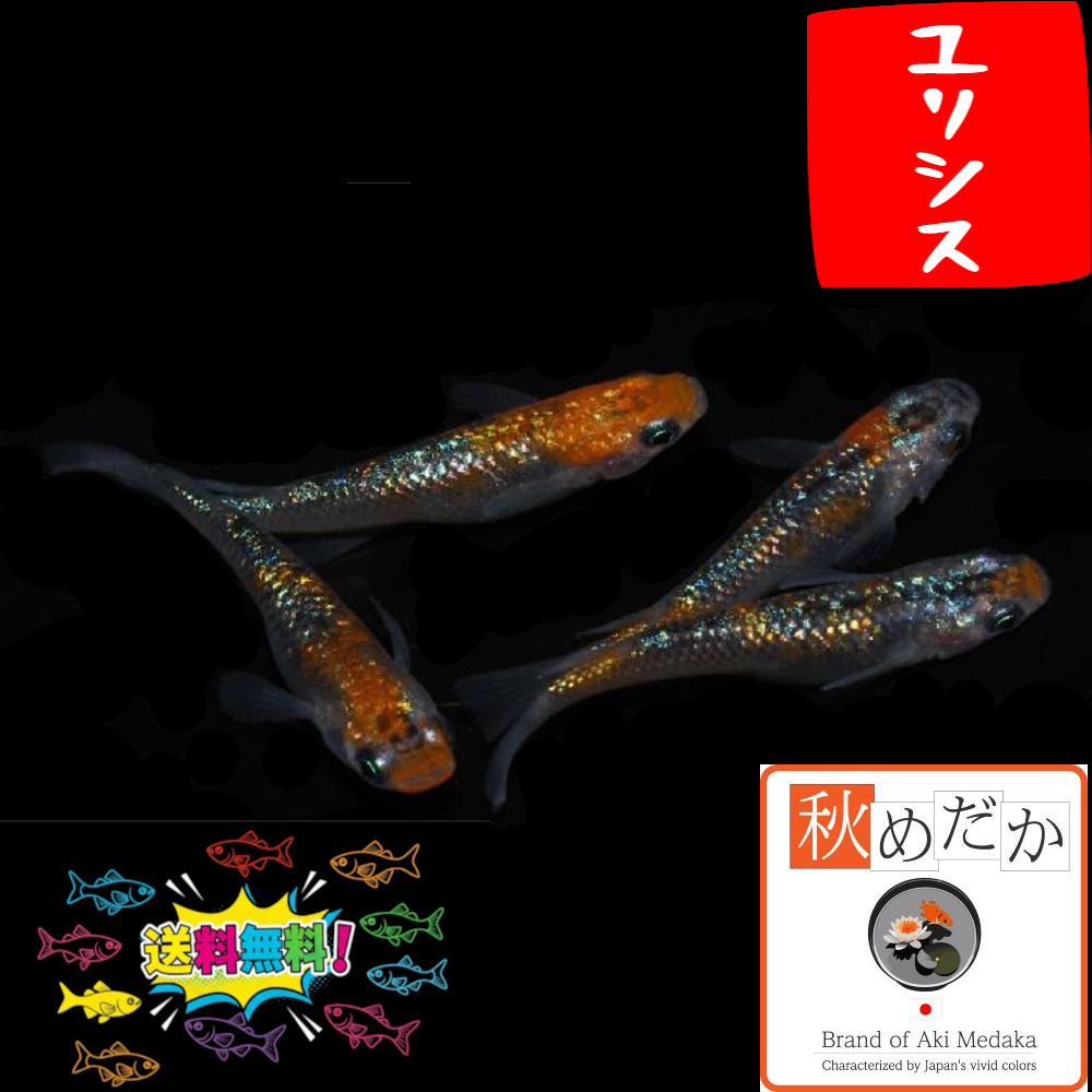 ユリシス 4匹 2ペア