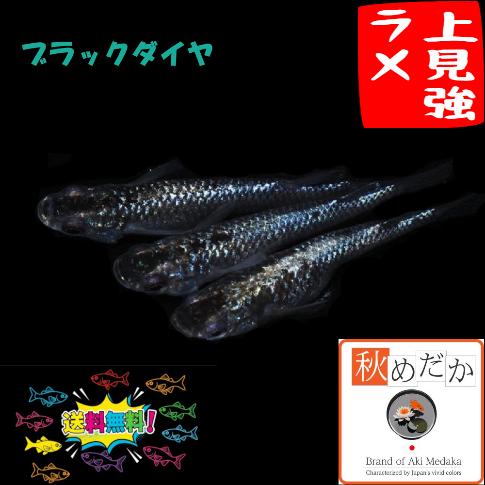 上見強ラメ ブラックダイヤ 普通体型 4匹 2ペア