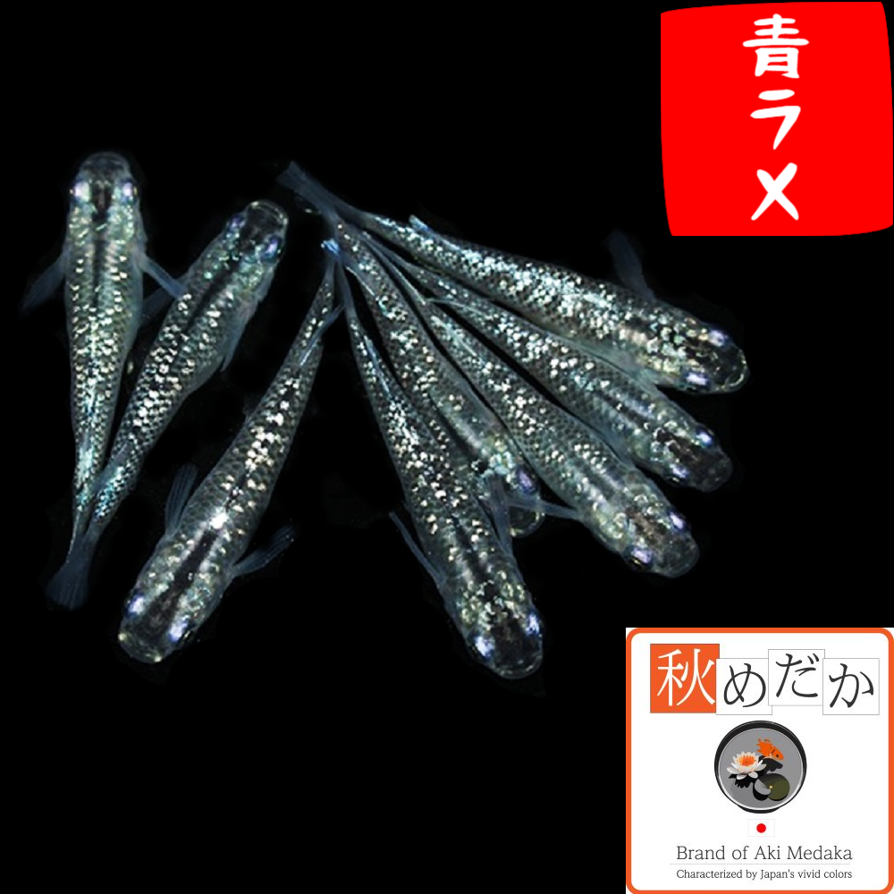 青ラメ 普通体系 6匹3ペア