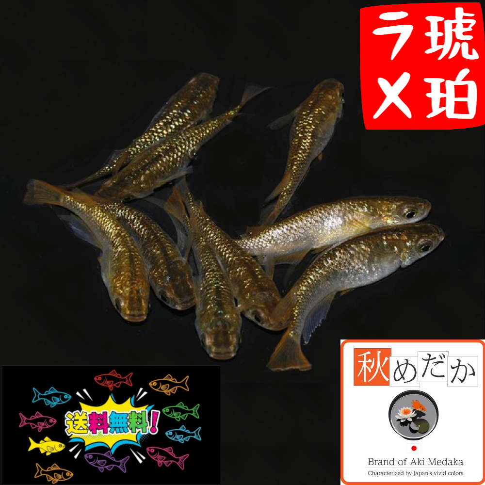 琥珀ラメ 10匹 5ペア