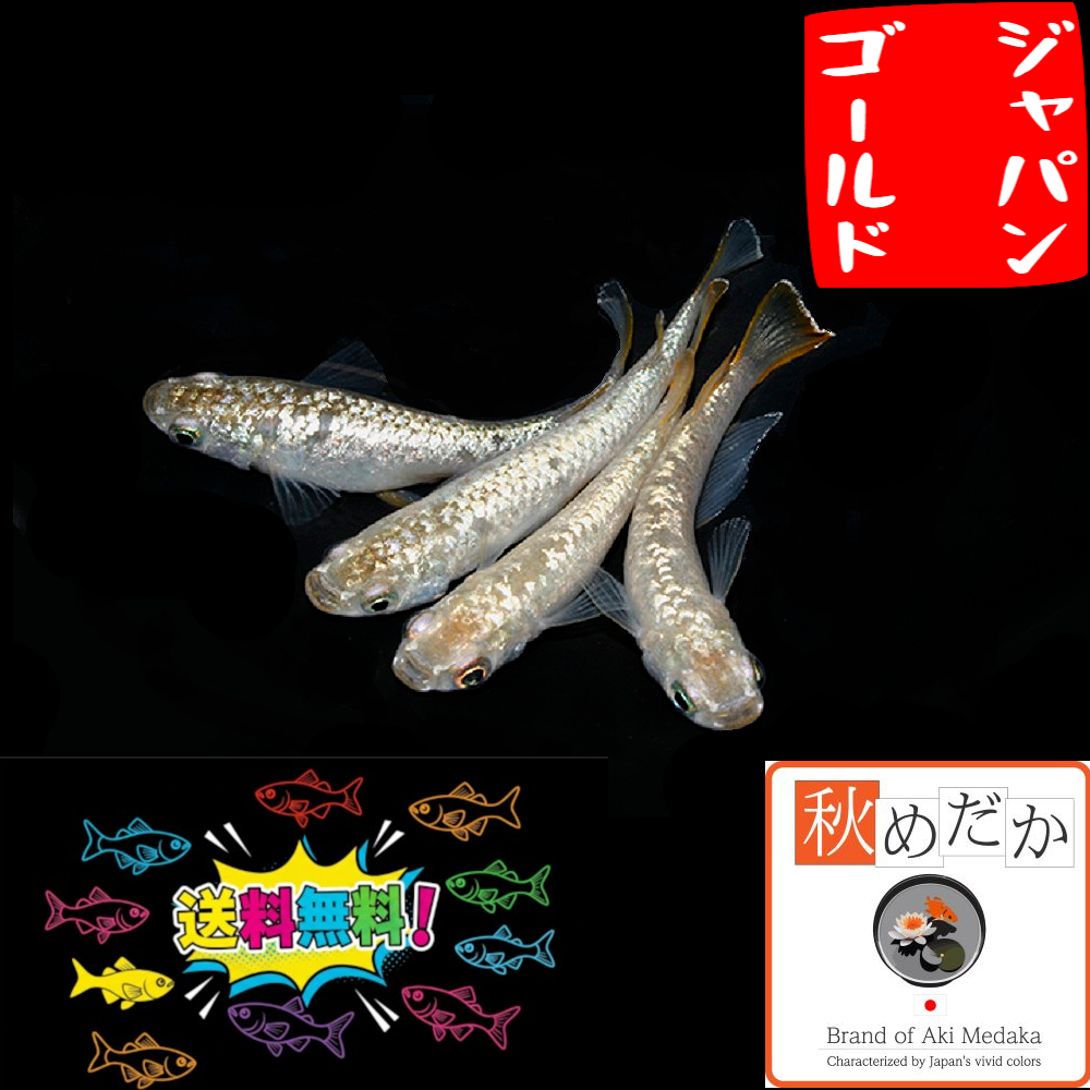 ジャパンゴールド 普通体型 6匹3ペア