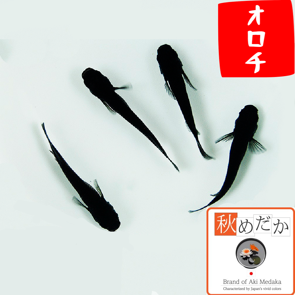 オロチ 普通体系 6匹3ペア