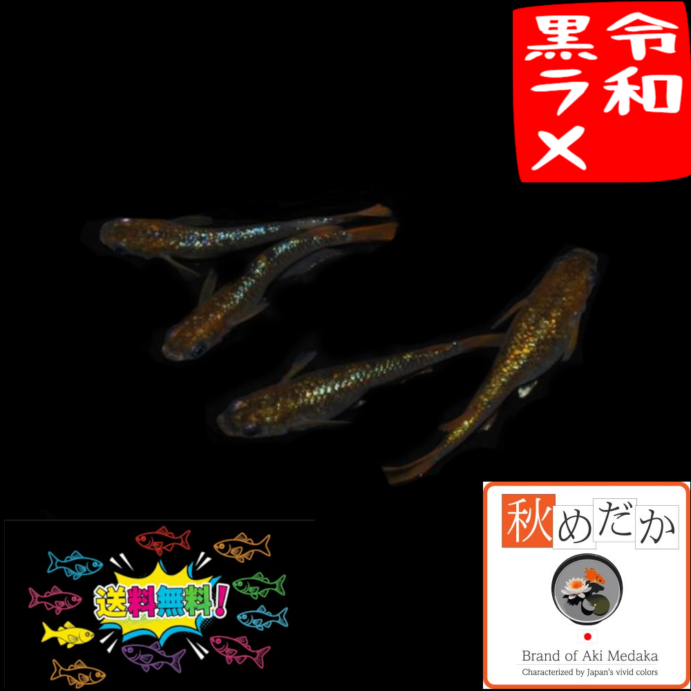 令和 黒ラメ サファイア系 4匹 2ペア