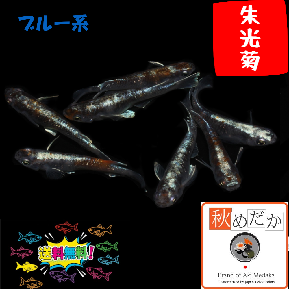 朱光菊ブルー系 4匹 2ペア